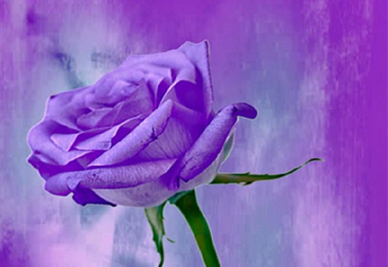 Purple Rose Flower — Serene, Digital Art
