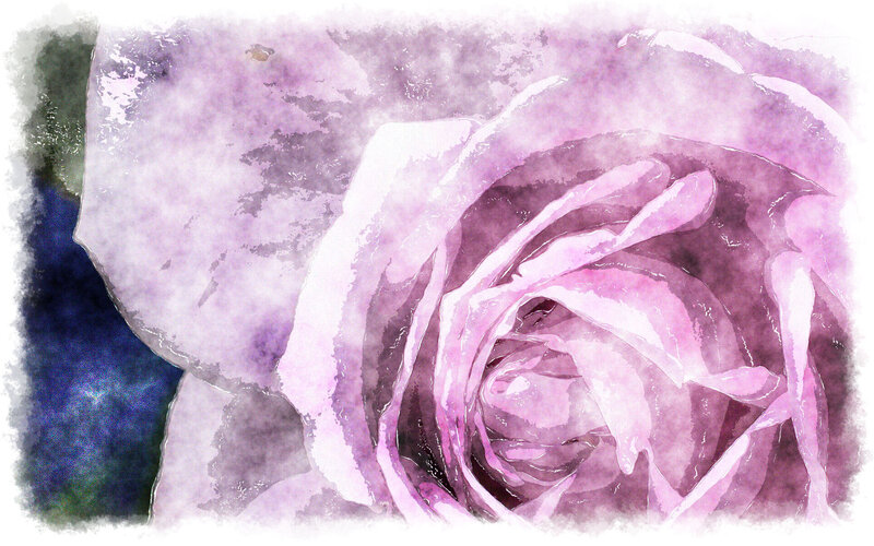 Purple Rose Flower — Serene, Painting