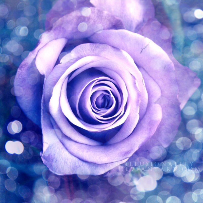 Purple Rose Flower — Serene, Photograph, Bokeh