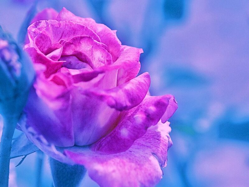 Purple Rose Flower — Serene, Photograph, Bud