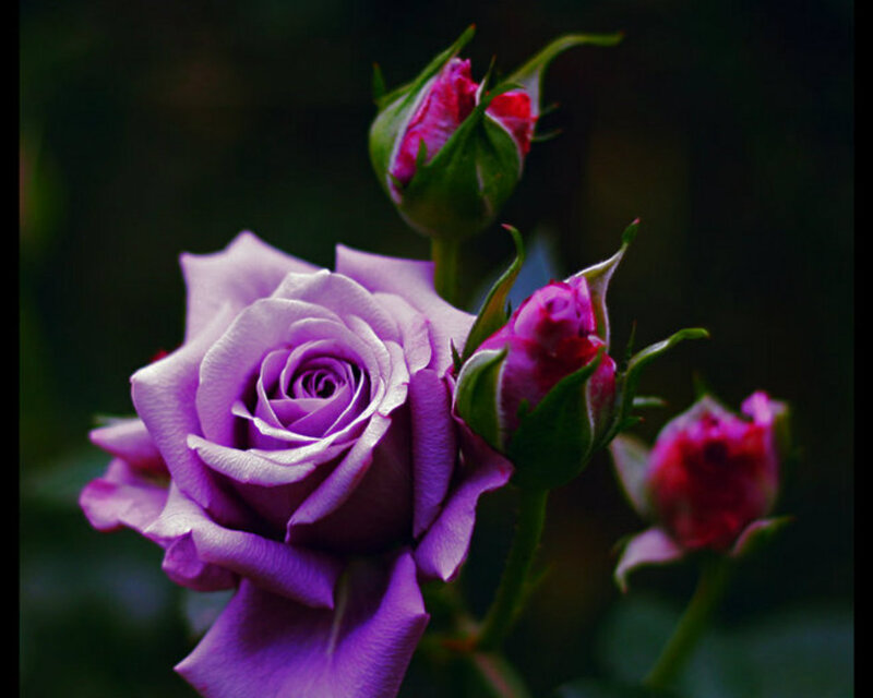Purple Rose Flower — Serene, Photograph, Buds, Green Leaves, Stem