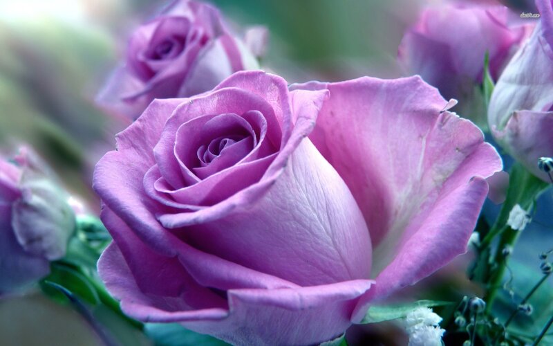 Purple Rose Flower — Serene, Photograph, Buds, Green Leaves