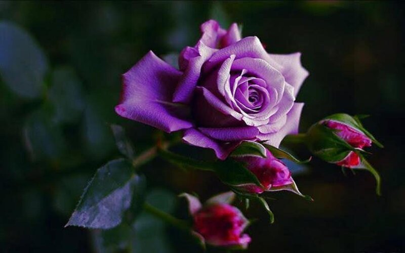 Purple Rose Flower — Serene, Photograph, Buds