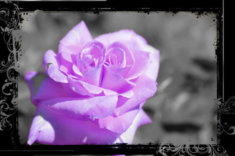 Purple Rose Flower — Serene, Photograph, Frame