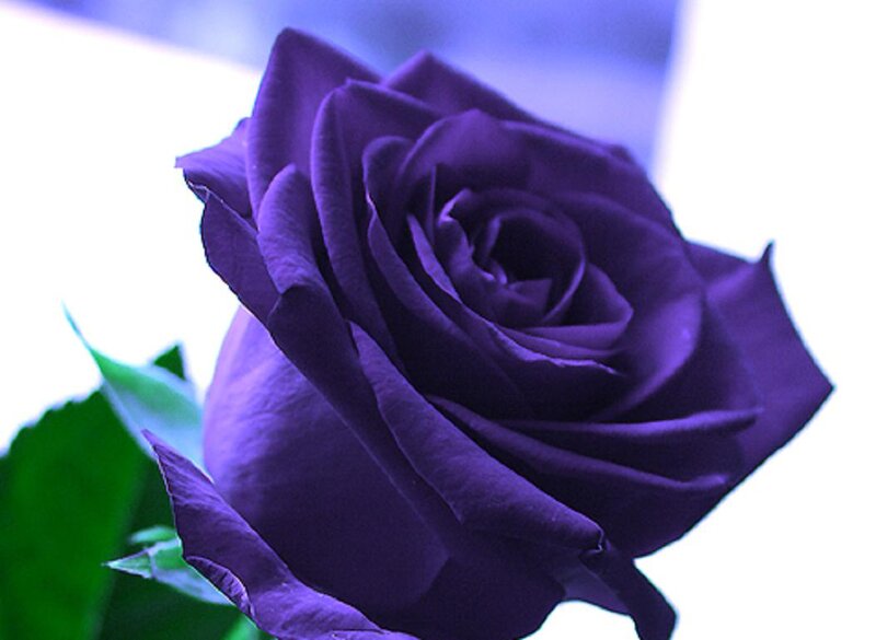 Purple Rose Flower — Serene, Photograph, Green Leaf