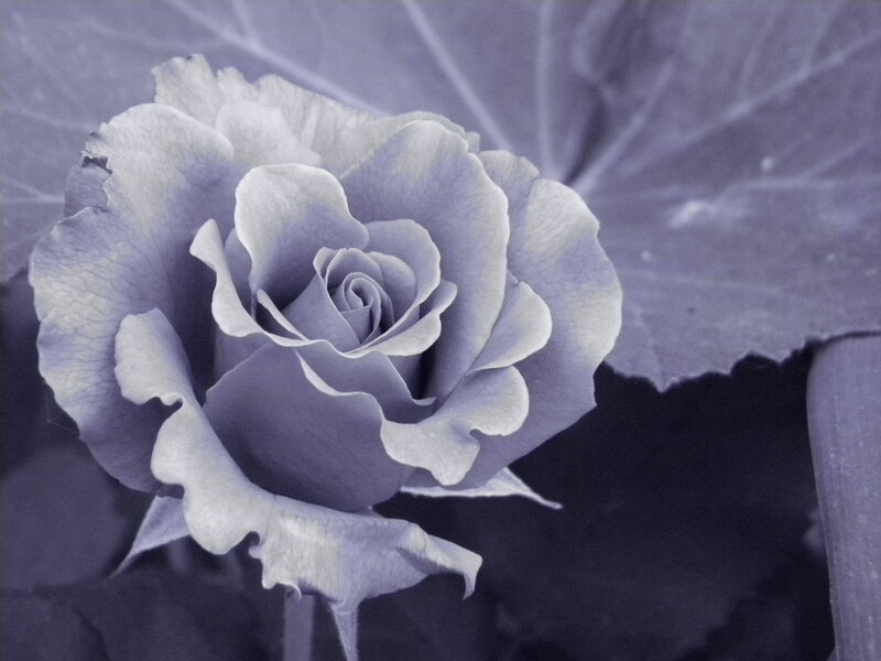Purple Rose Flower — Serene, Photograph, Leaf