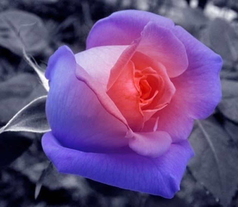 Purple Rose Flower — Serene, Photograph, Petals, Leaf