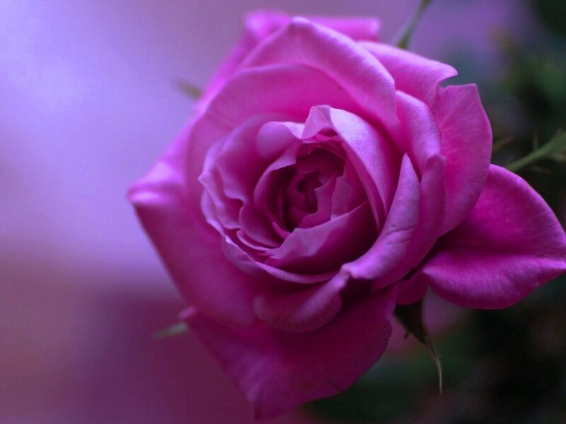 Purple Rose Flower — Serene, Photograph, Petals, Stem