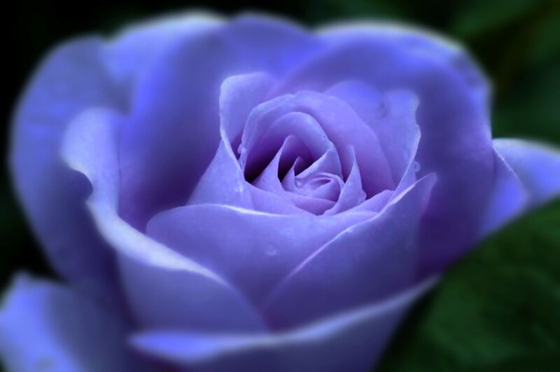 Purple Rose Flower — Serene, Photograph, Petals