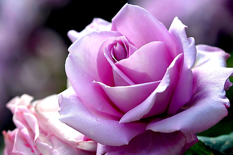 Purple Rose Flower — Serene, Photograph, Petals, Water Droplets