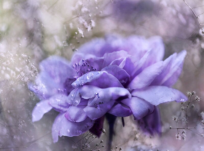 Purple Rose Flower — Serene, Photograph, Small White Flowers