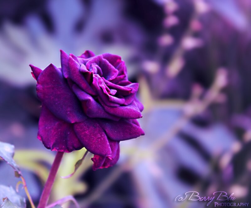 Purple Rose Flower — Serene, Photograph, Stem