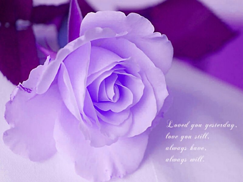 Purple Rose Flower — Serene, Photograph, Text