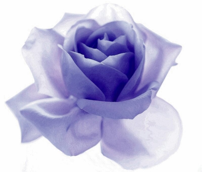 Purple Rose Flower — Serene, Photograph