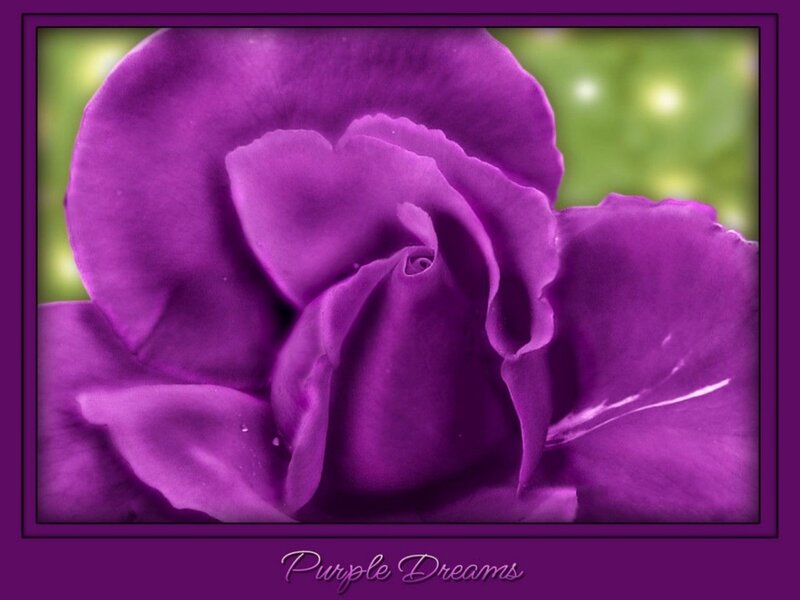 Purple Rose Flower — Serene