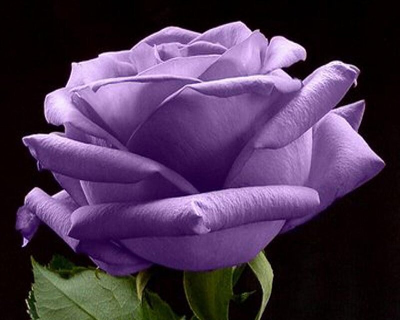 purple rose flower