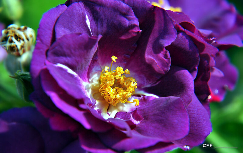 Purple Rose Flower — Vibrant