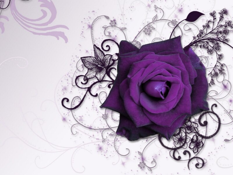 Purple Rose Illustration — Elegant