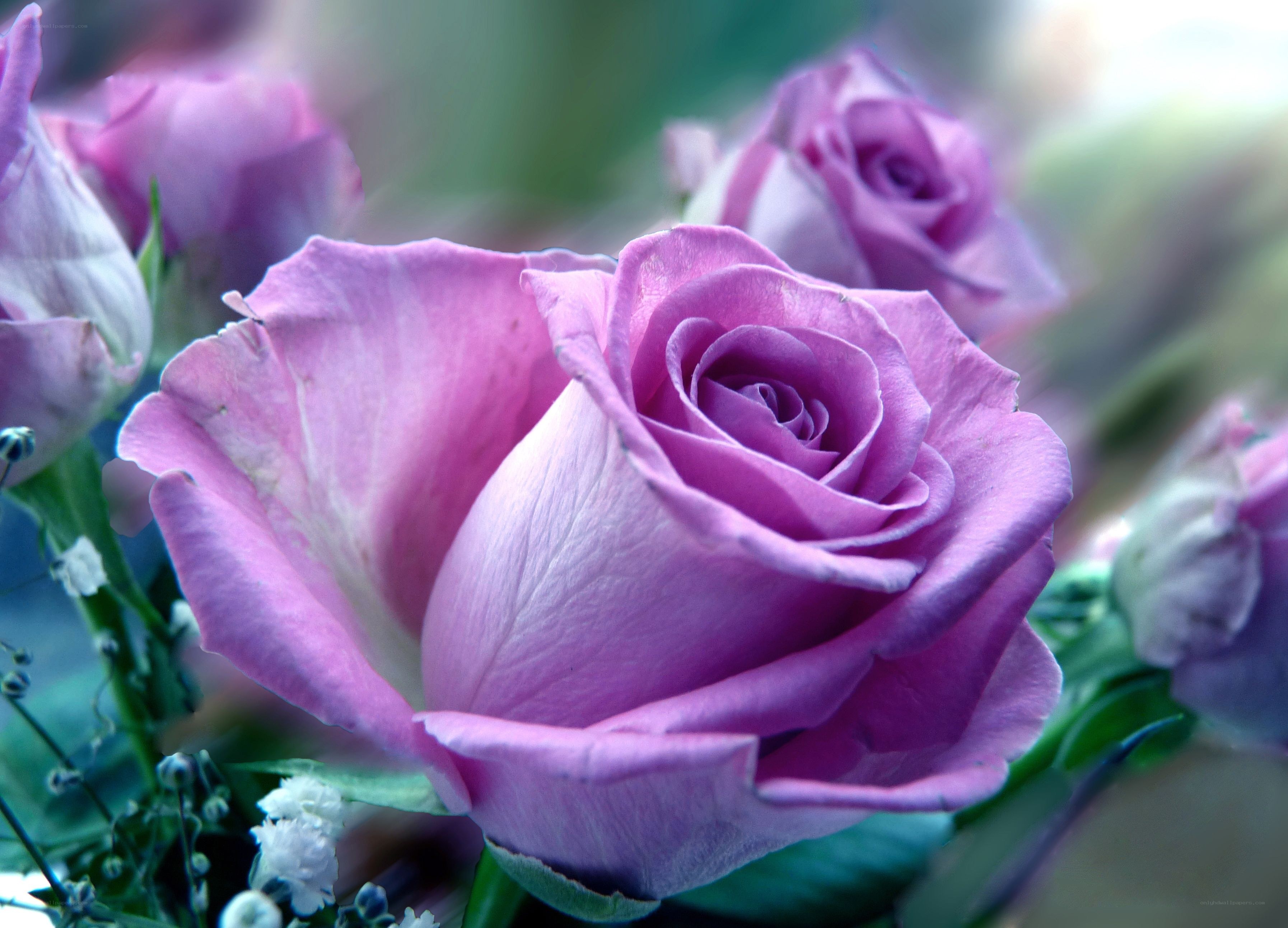 Purple rose in a bouquet