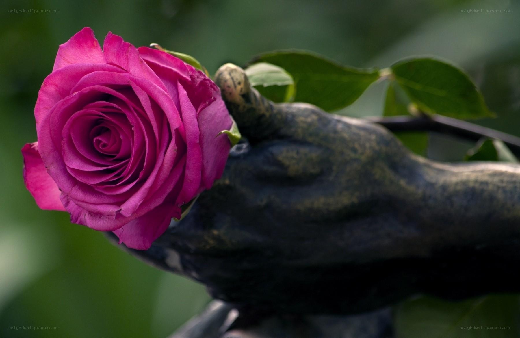 Purple rose in a hand