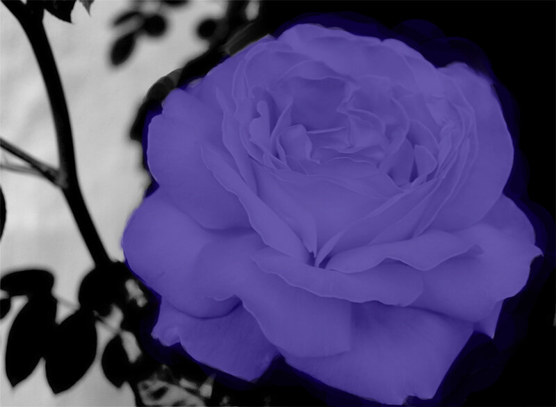 purple rose in black and white