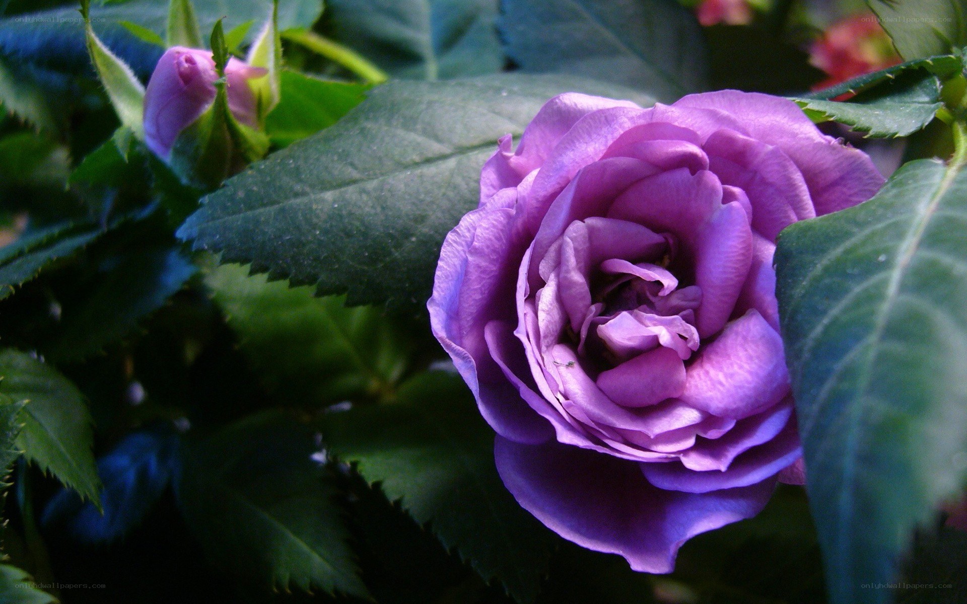 Purple rose in bloom