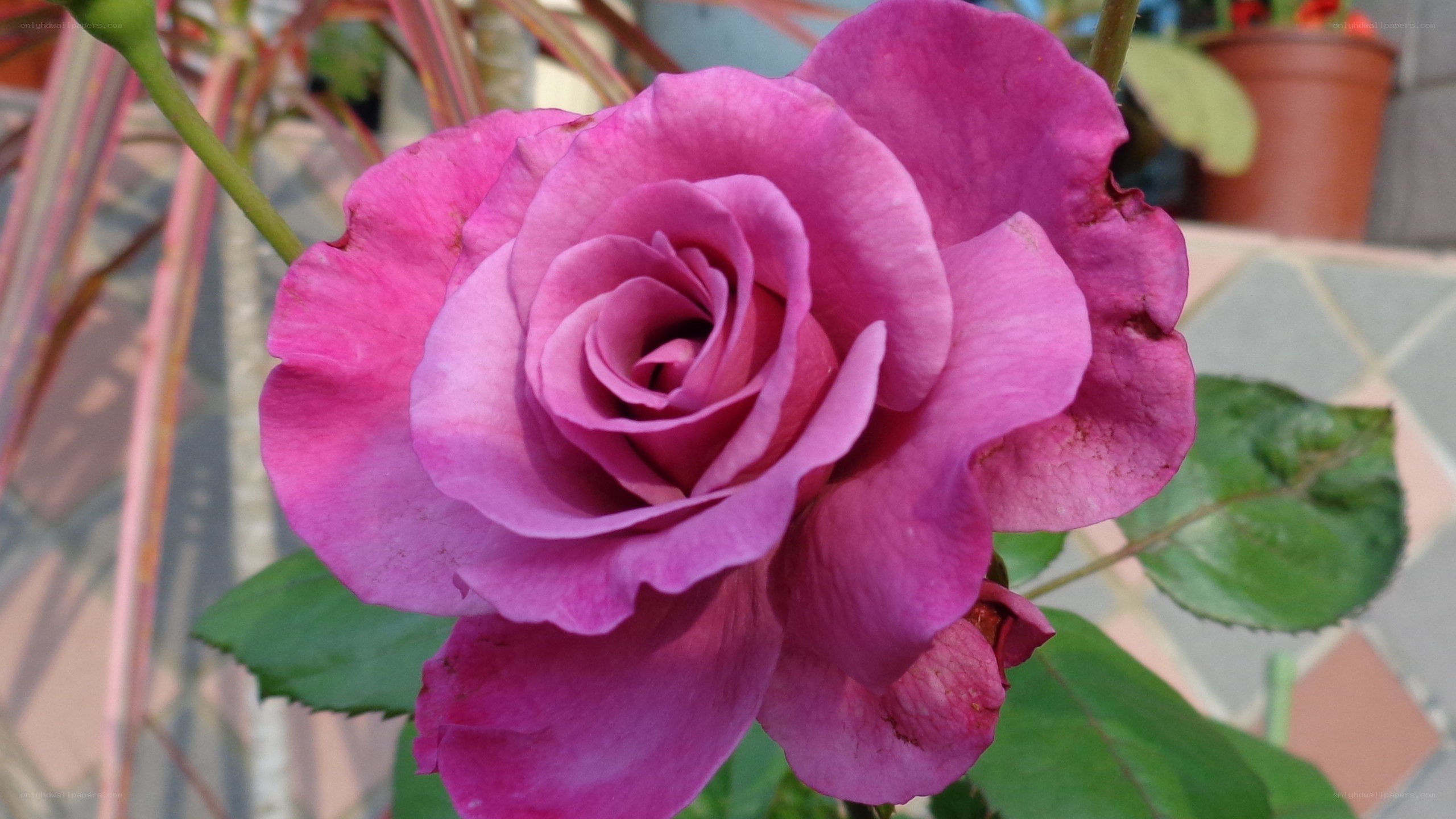 purple rose in bloom