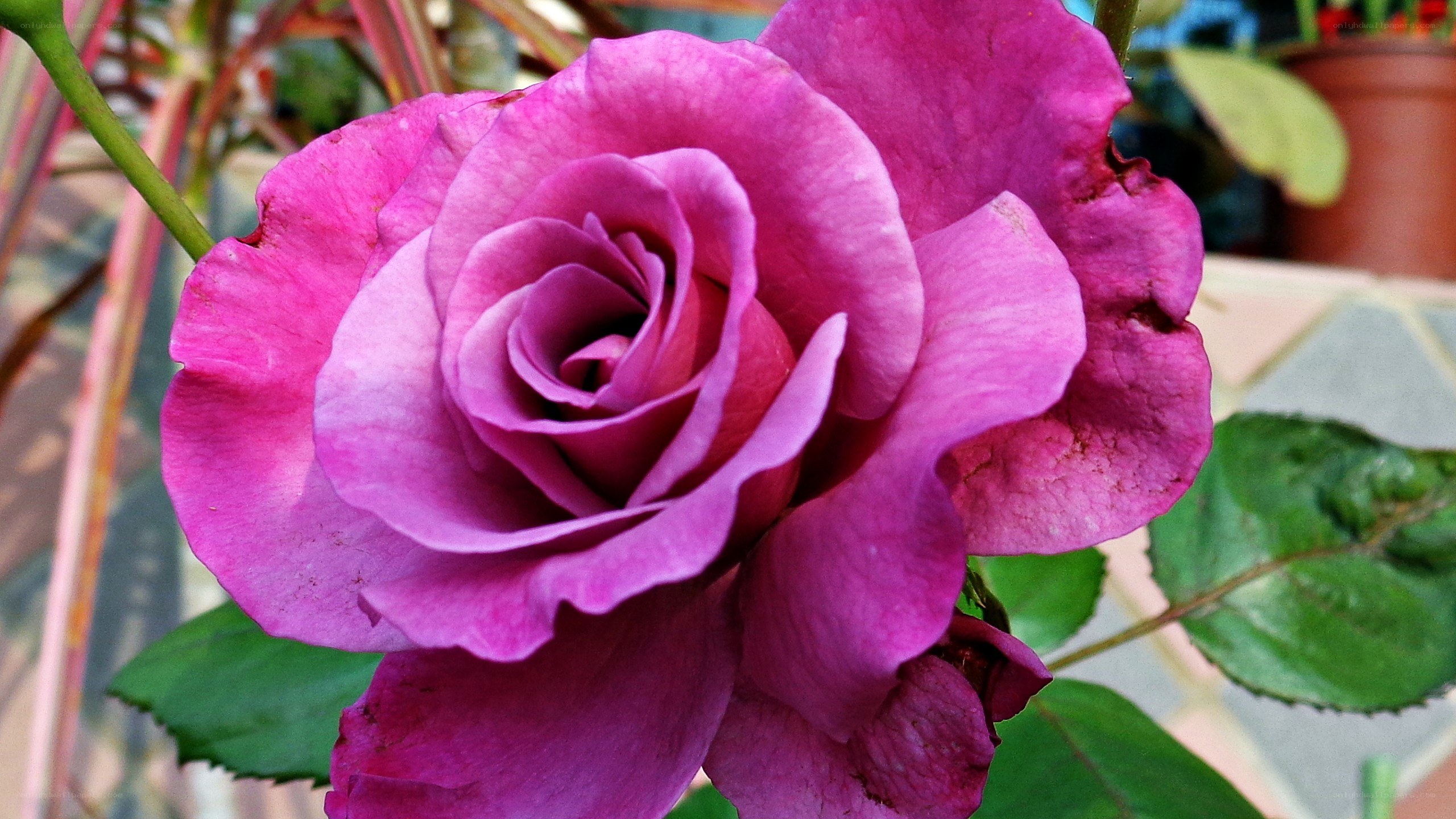 purple rose in bloom