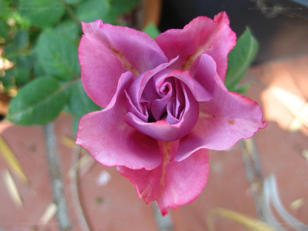 purple rose in bloom