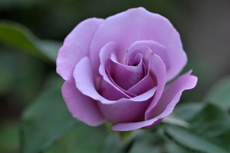 purple rose in bloom