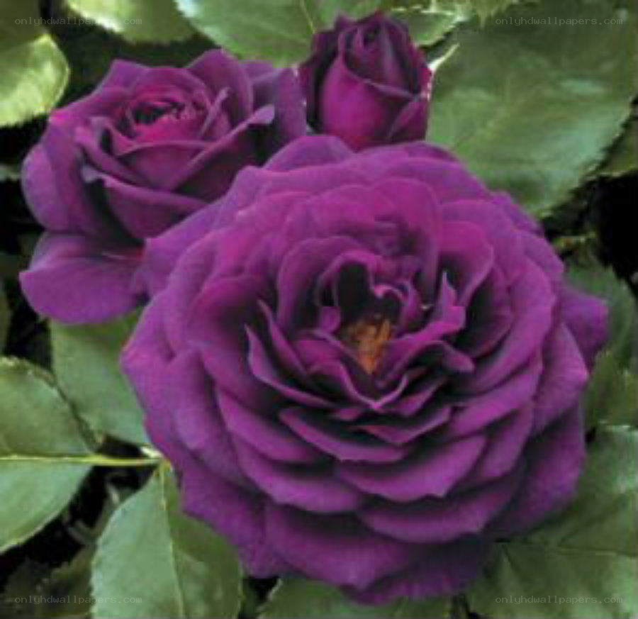 purple rose in bloom