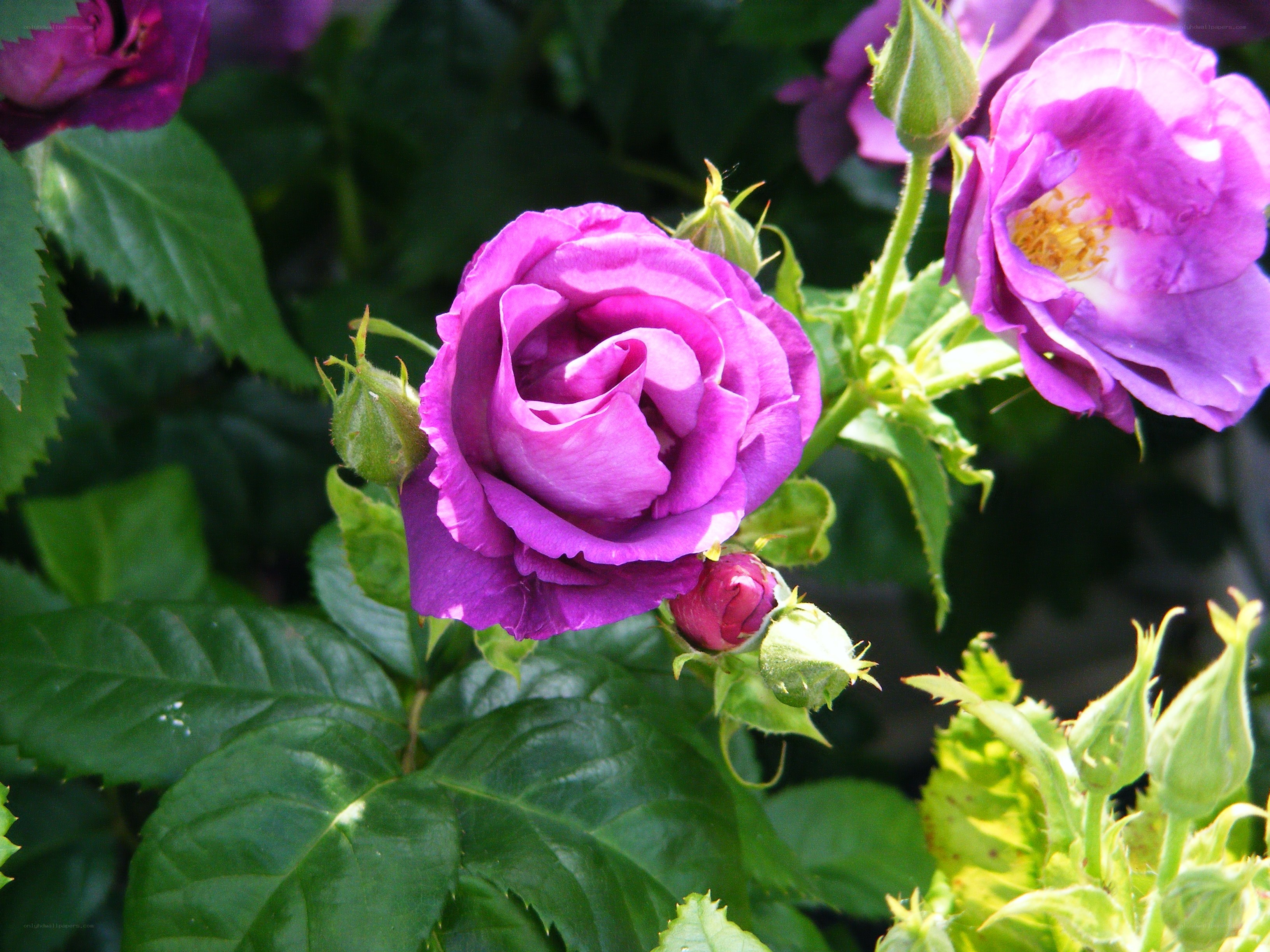 Purple rose in bloom
