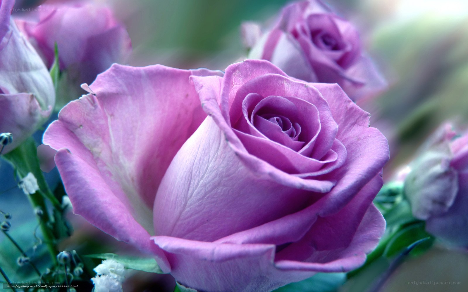 purple rose in bloom