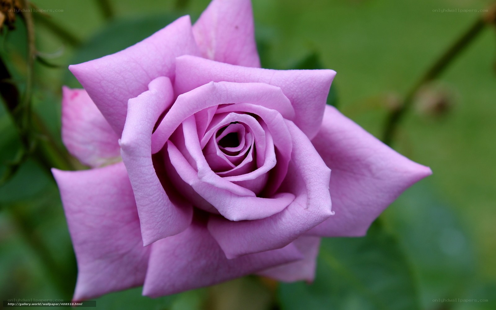 purple rose in bloom