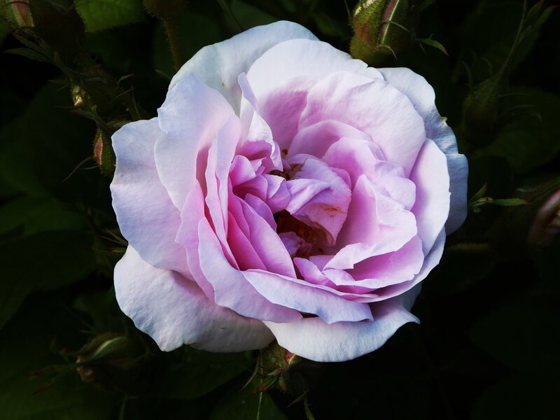 purple rose in bloom