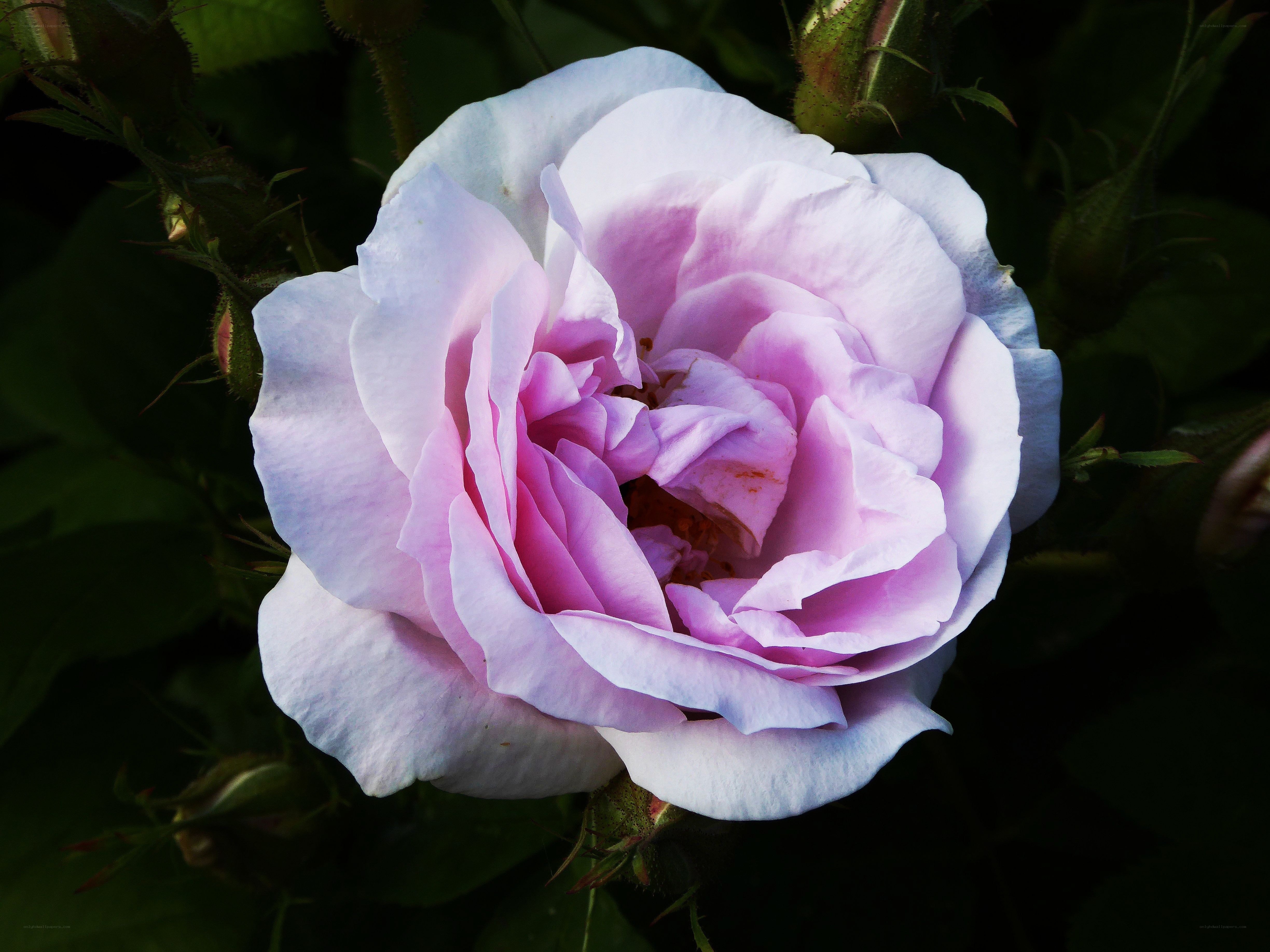purple rose in bloom