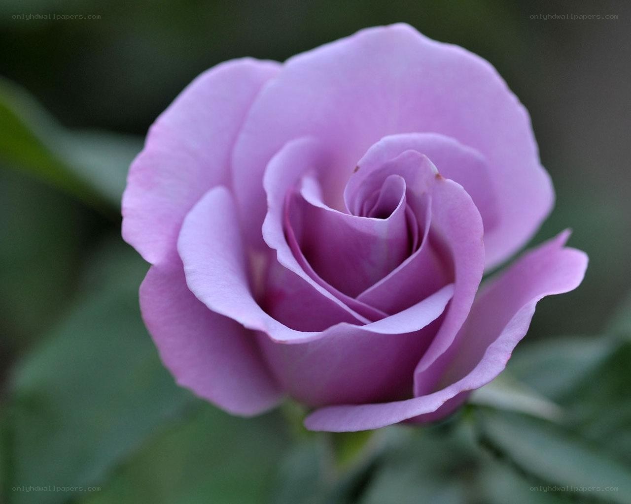 purple rose in bloom
