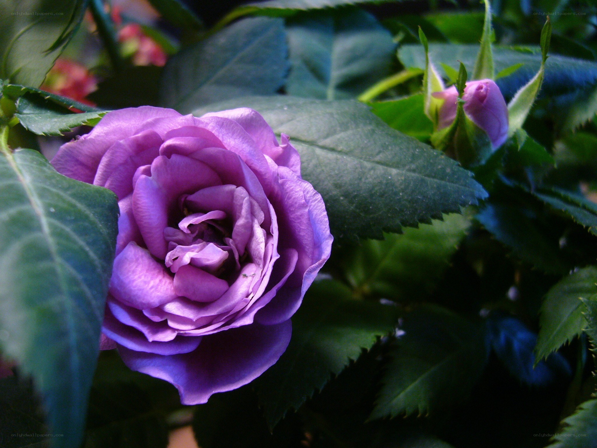purple rose in bloom