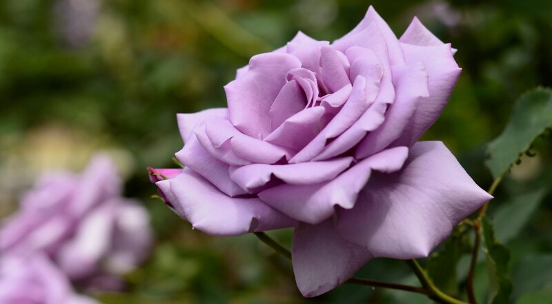 Purple Rose in Bloom — Calm, Afternoon
