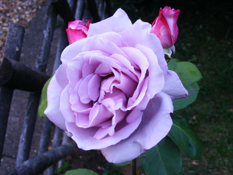 Purple Rose in Bloom — Calm, Photograph, Bud, Fence