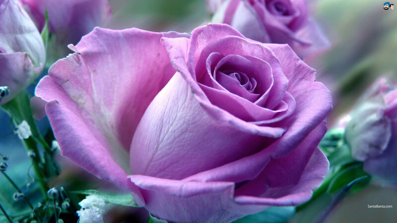 Purple Rose in Bloom — Calm, Photograph, Buds, Green Leaves