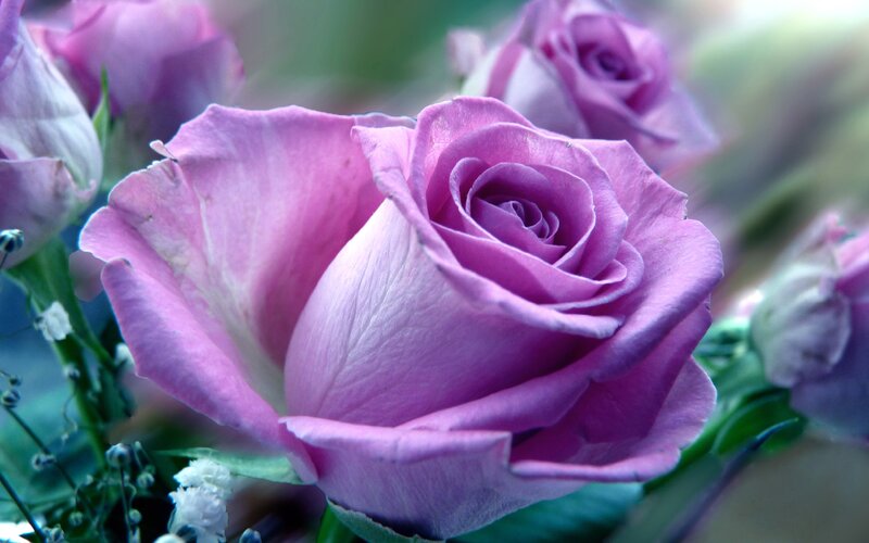 Purple Rose in Bloom — Calm, Photograph, Buds