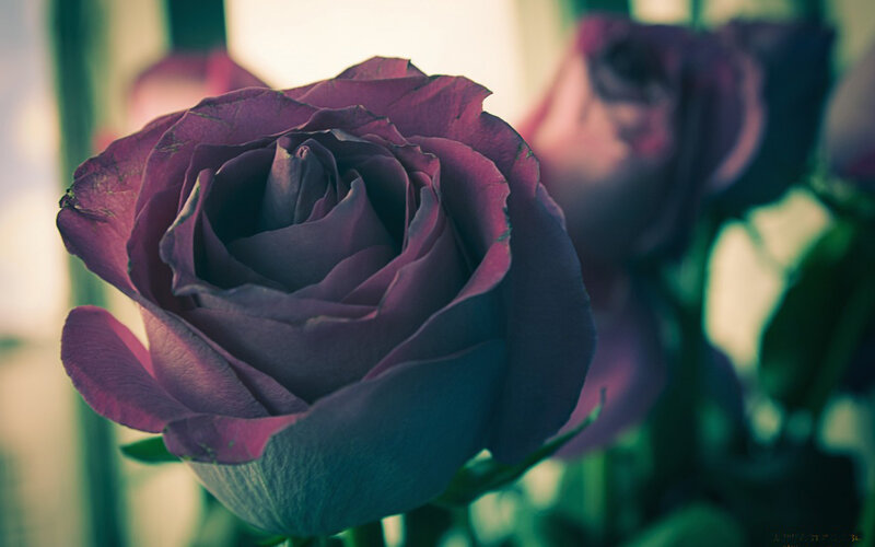 Purple Rose in Bloom — Calm, Photograph, Flower
