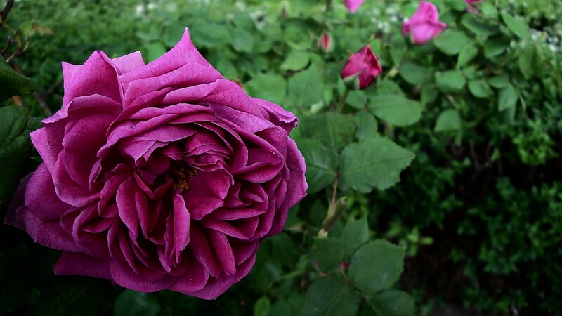 Purple Rose in Bloom — Calm, Photograph, Green Leaves, Flower Buds