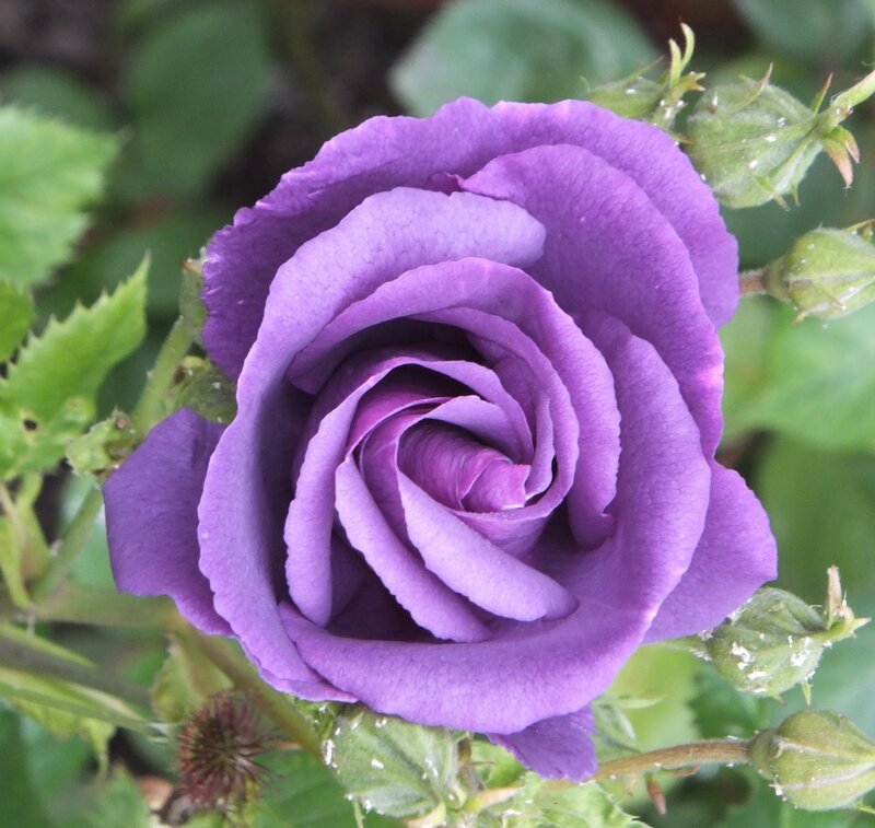 Purple Rose in Bloom — Calm, Photograph, Green Leaves