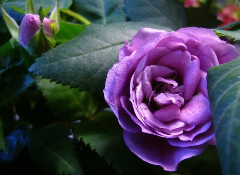 Purple Rose in Bloom — Calm, Photograph