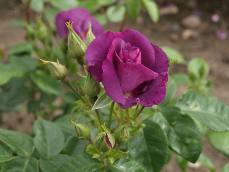 Purple Rose in Bloom — Calm, Spring