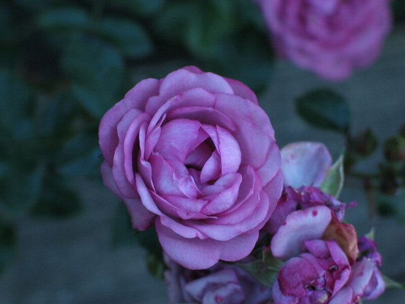 Purple Rose in Bloom — Calm