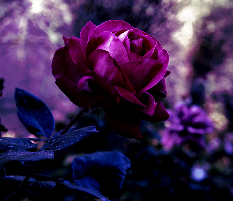 Purple Rose in Bloom — Dramatic, Night, Photograph, Leaves