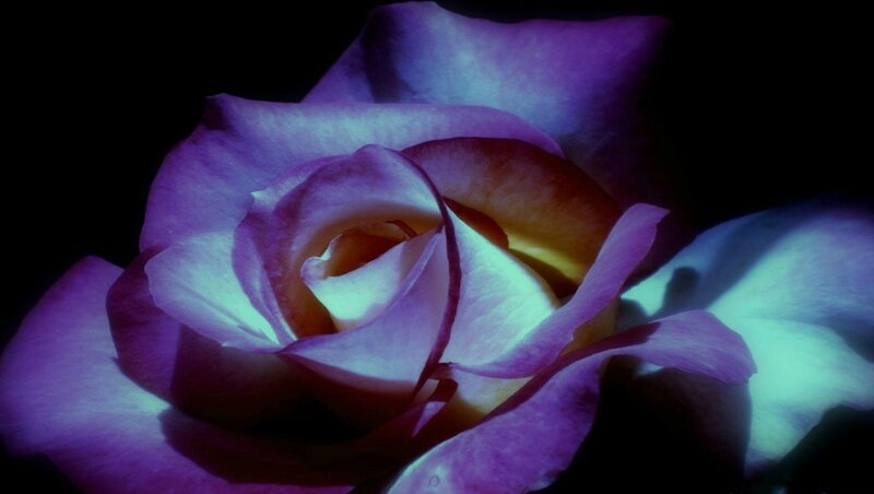 Purple Rose in Bloom — Dramatic, Night, Photograph, Petals